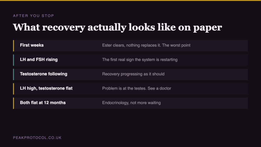 Table showing what blood results indicate at each stage of recovery after stopping steroids, including when rising LH signals restart and when to see an endocrinologist
