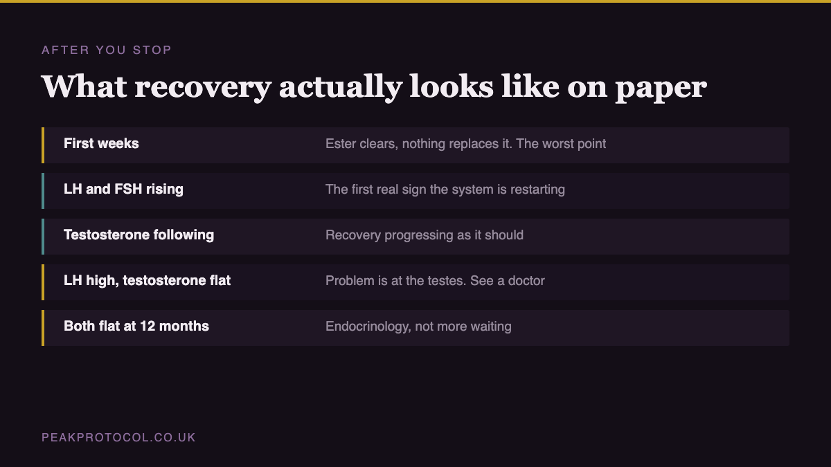 Table showing what blood results indicate at each stage of recovery after stopping steroids, including when rising LH signals restart and when to see an endocrinologist