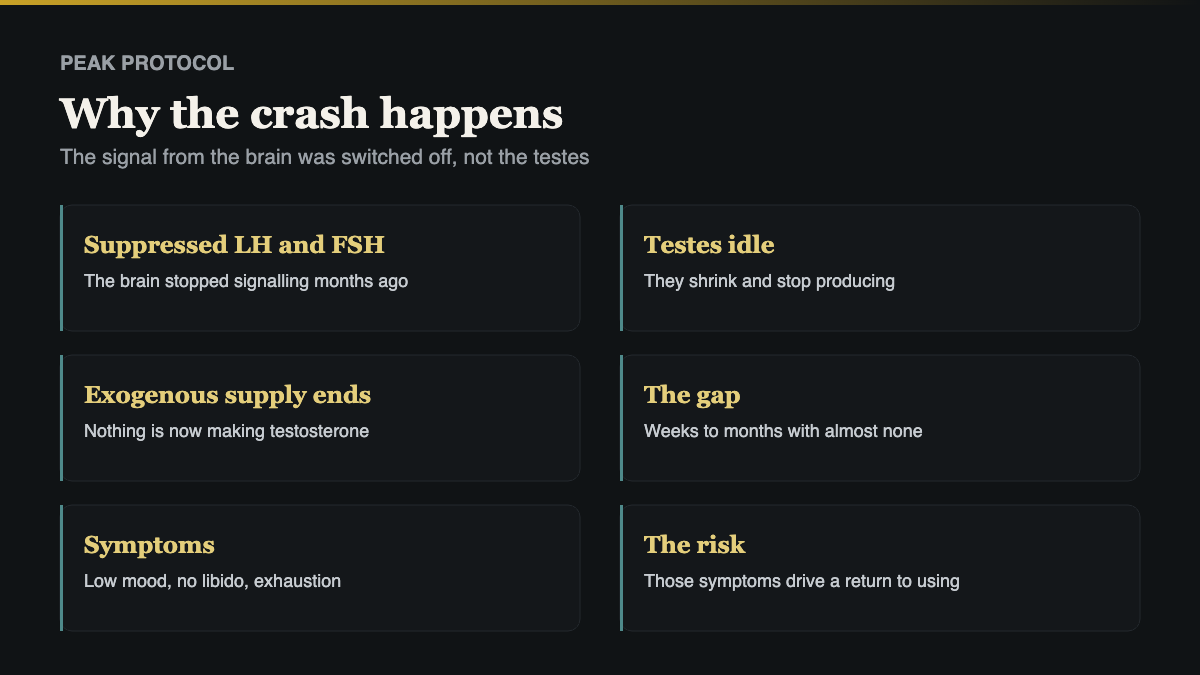 why the crash happens when coming off steroids, the hormonal mechanism