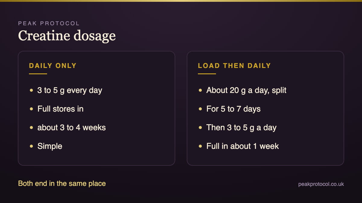 Creatine dosage options comparing 3 to 5 g daily with a loading phase and the time each takes to fill muscle stores