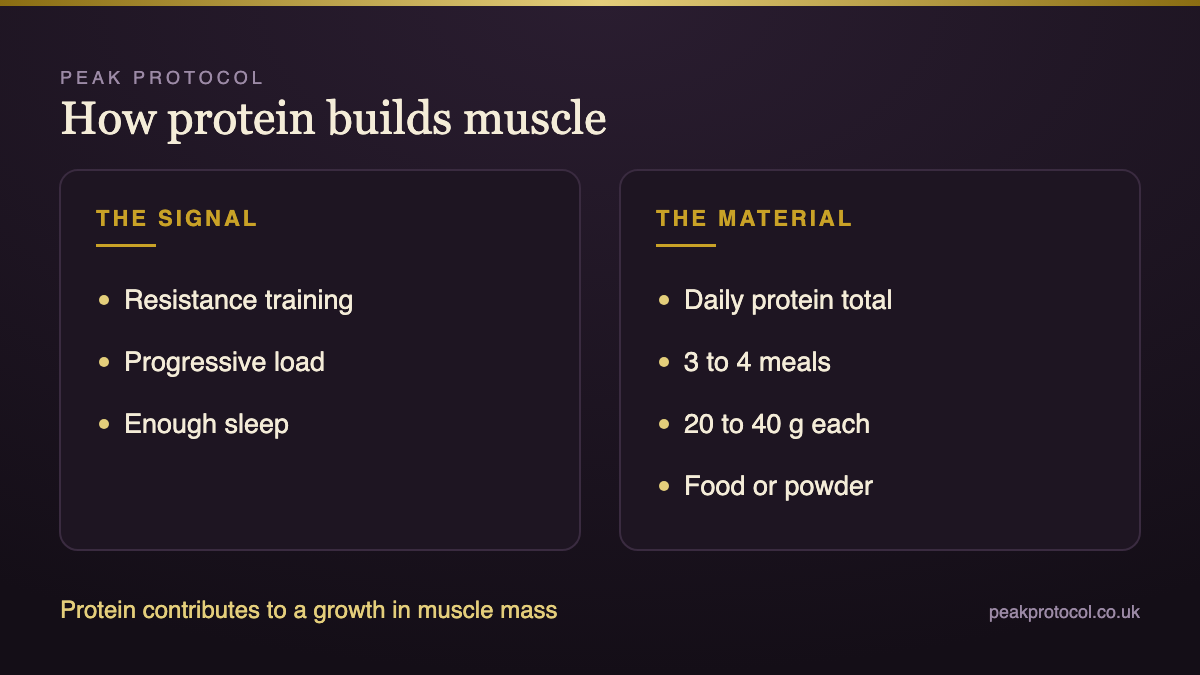 Protein for muscle growth showing resistance training as the signal and daily protein intake as the building material