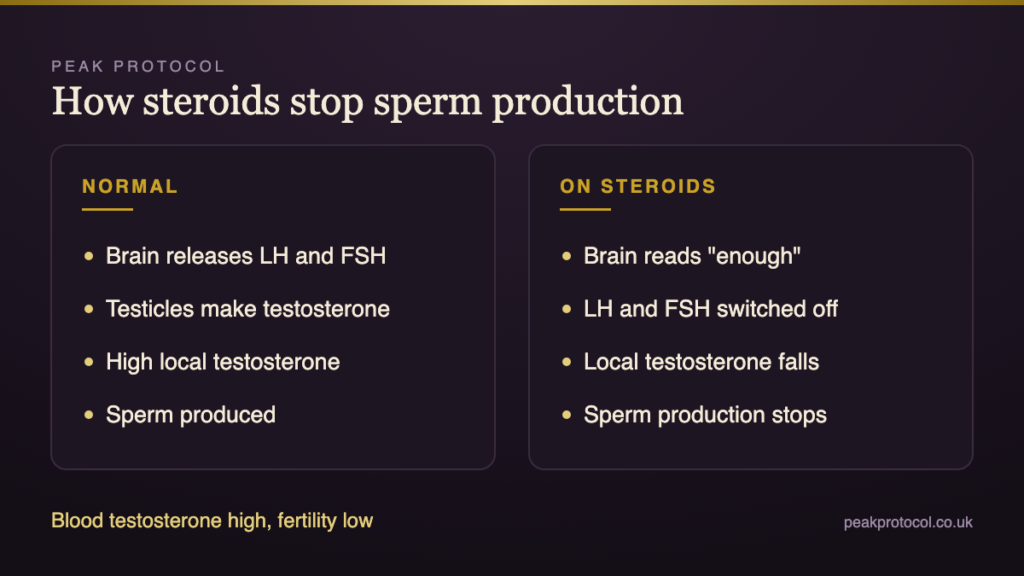 Steroids and fertility diagram showing how outside testosterone switches off LH and FSH signals and stops sperm production