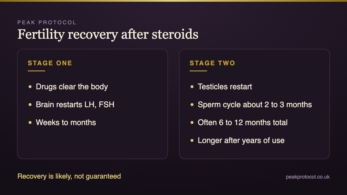 Steroids and fertility recovery timeline from stopping to hormone restart and new sperm production over six to twelve months