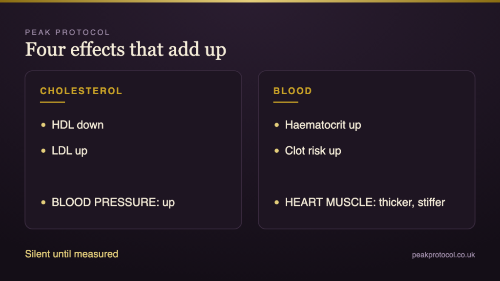 Steroids and heart health diagram showing cholesterol, blood pressure, thicker blood and heart muscle changes adding up