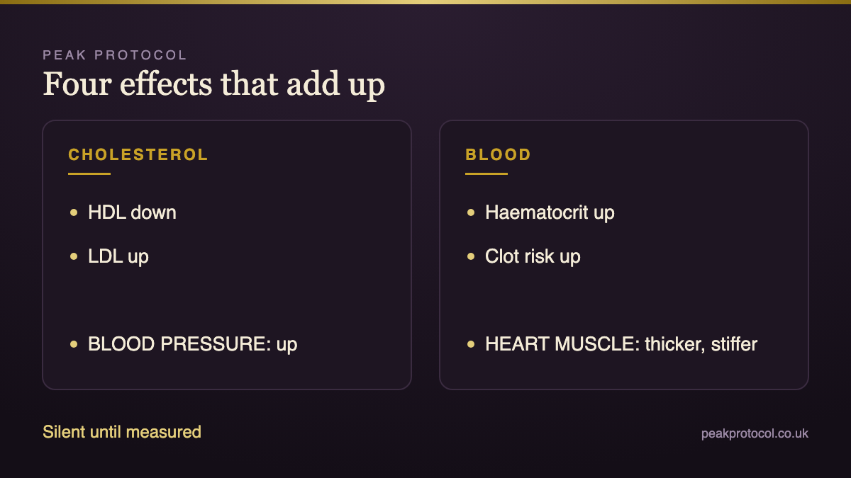 Steroids and heart health diagram showing cholesterol, blood pressure, thicker blood and heart muscle changes adding up